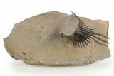 Trident Walliserops Trilobite - Exceptional Preparation #310514-3